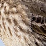 _04A8347  Pipit